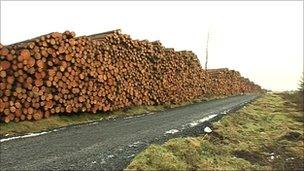 Thousands of logs stacked together beside a forest road