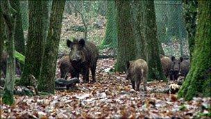 Wild boar in woods