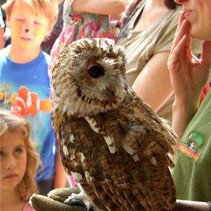 Owl at Wildwood Trust