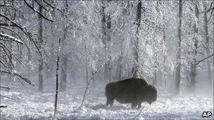 A Bison at Yellowstone National Park in 2005