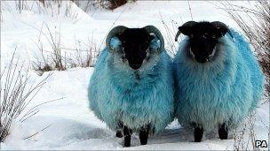 Dyed blue sheep in the hills of Co Antrim