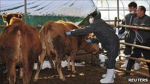 Vet school volunteer vaccinates a cow at farm in Yeoju, about 105 km (65 miles) east of Seoul, 29 Dec 2010