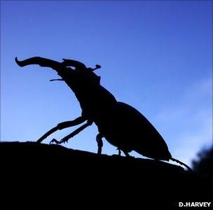 Adult stag beetle (Image: Deborah Harvey)