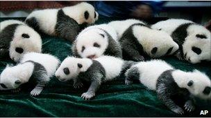 Panda cubs at the Chengdu Giant Panda Breeding and Research Center in Chengdu, China (file image from 2006)