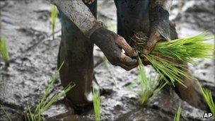Rice farmer in Indonesia