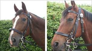 Police horses Bella and Biscuit before the attack