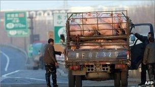 File image of a truck carrying pigs stopped on a Chinese highway