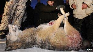 Dead wolf after hunt near Kristinehamn in Sweden, 2 Jan 10