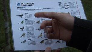 Danny and bird watching chart