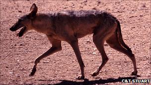 Arabian wolf (Canis lupus arabs) (Image: Chris and Matilde Stuart)
