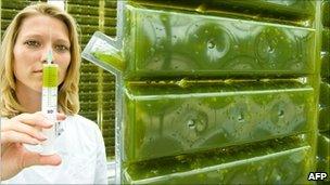 German researcher/experimental microalgae greenhouse