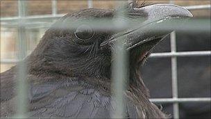 Crow cull plan to save songbirds sparks controversy - BBC News