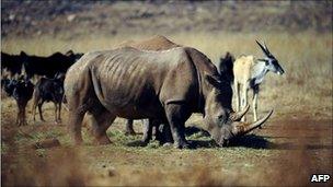 This file photo taken on July 21, 2010 shows a rhinocero grazing in the private Rhino and Lion Nature Reserve in Krugersdorp, north of Johannesburg.