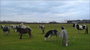 Stray horses pictured in Llanelli last month