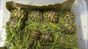 Indian Star tortoises