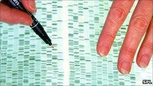 A DNA profile being examined by a researcher