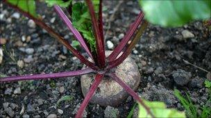 Beetroot growing in an allotment