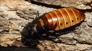 A Madagascar roach at the Bronx Zoo, in a file photo