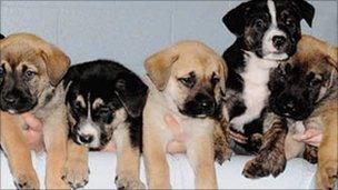 Blue Cross orphan puppies