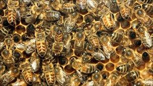 honey bees