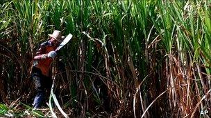 A Cuban cuts sugar cane, file picture April 1999