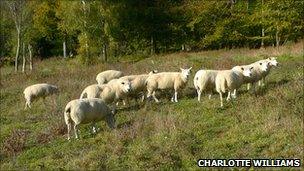 Sheep grazing at West Hanger