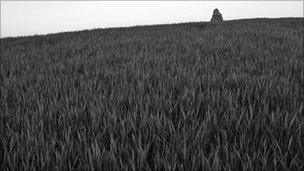 A field of rye grass (generic)