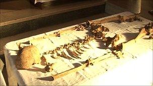 Anglo-Saxon skeleton