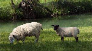 Sheep and a lamb