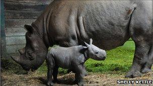 New black rhino calf with mother Ruaha