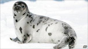 A seal laying in the Gulf of St Lawrence, Canada