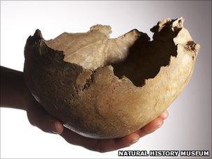 Skull bowl (Natural History Museum)