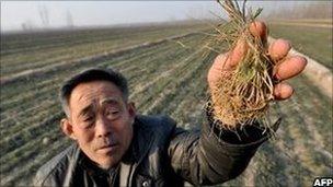 A Chinese farmer shows the dried vegetable seeds at his drought-stricken fields in Shandong province