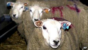 Sheep marked for slaughter