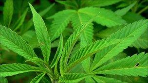 Cannabis plants - generic