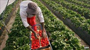 Ghana's farming sector is 'key to prosperity' - BBC News