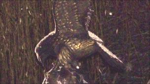 Eagle statue stolen in Leatherhead