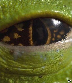 Глаз лягушки (Изображение: AP)
