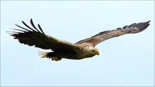 Sea Eagle in Scotland