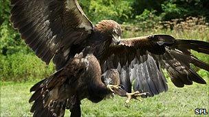 Golden eagle in Scotland