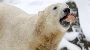 Knut the polar bear, file image from December 5 2010