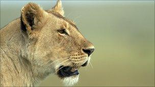 Львица в Танзании
