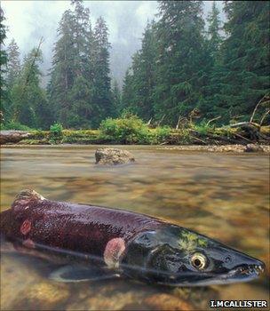 Sockeye salmon (Image: Ian McAllister)