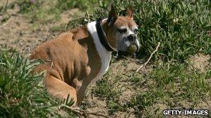 Dog defecating - file image