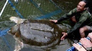 Rescuers guide Vietnam's favourite turtle into its cage in Hanoi, 3 April
