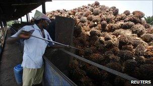 A worker loads oil palm fruits into a processor