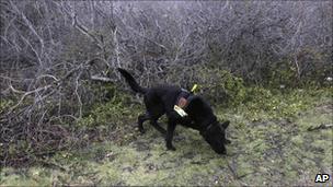 A cadaver dog searches scrubland in Oak Beach, 5 April