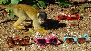 Bolivian squirrel monkey and sunglasses