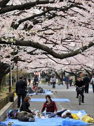 People spread blue sheets on the ground under cherry trees at Tokyo's Ueno Park