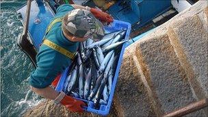 Mackerel catch in Cornwall, UK - file pic